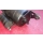 Anlasser BMW E30 E23 E24 E28 E32 Oldtimer ORIGINAL Bosch 12 Volt 0001311016