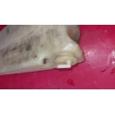 Behälter Scheibenwaschanlage ORIGINAL Mercedes W114 W115 1158690520 1158690720